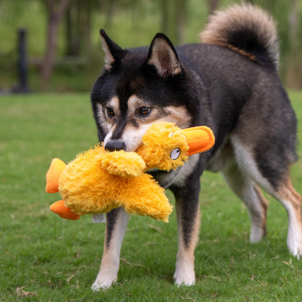 Best Pet Supplies Interactive Squeaky Dog Chew Toy, Ideal Dog Toys for Chewers, Small, Medium & Large Dogs, and Fetch Lovers - Crinkle Duck (Blue), Large