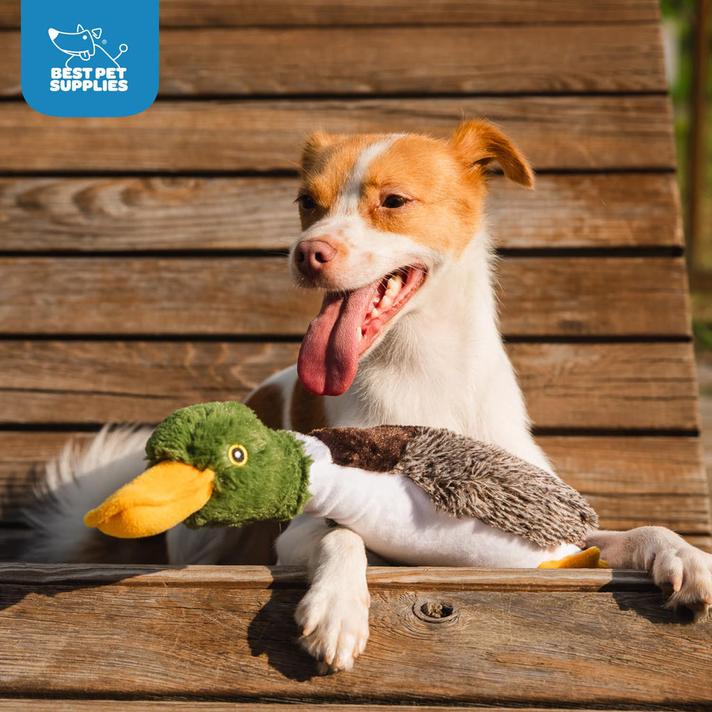 Best Pet Supplies Interactive Squeaky Dog Chew Toy, Ideal Dog Toys for Chewers, Small, Medium & Large Dogs, and Fetch Lovers - Crinkle Duck (Blue), Large