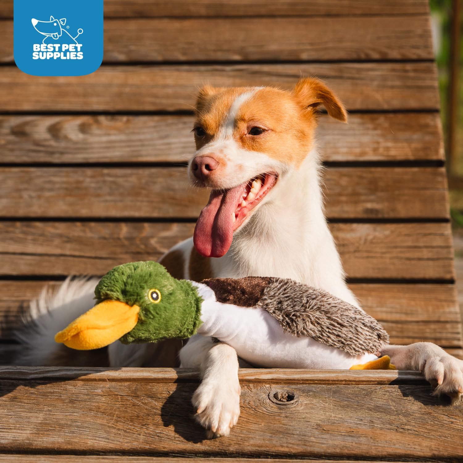 Best Pet Supplies Interactive Squeaky Dog Chew Toy, Ideal Dog Toys for Chewers, Small, Medium & Large Dogs, and Fetch Lovers - Crinkle Duck (Blue), Large