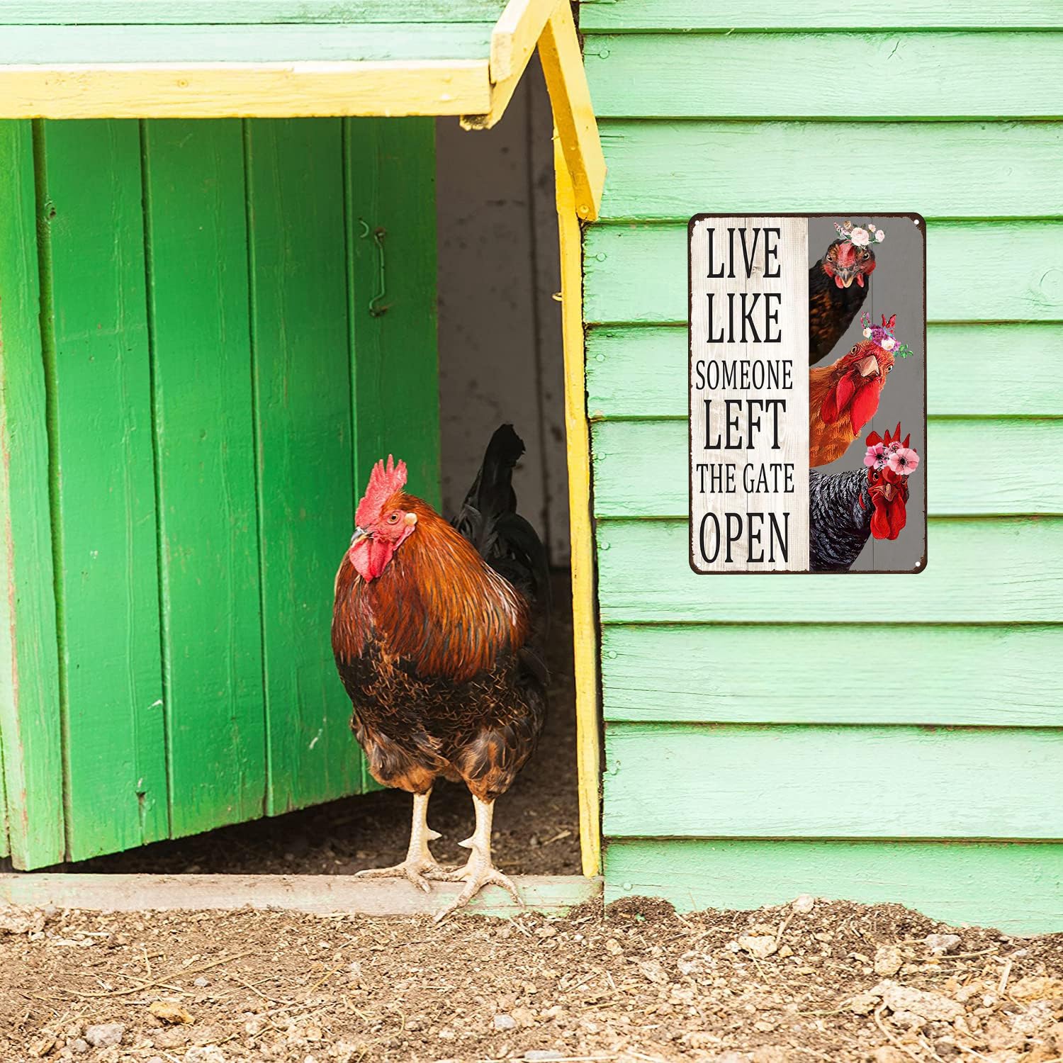 Crazysign Chiken Gifts Vintage Chicken Sign Live Like Someone Left The Gate Open Tin Sign for Home Chicken Coop Farm Fence Kitchen Bathroom Bedroom Decor 8x12 Inches (3298)