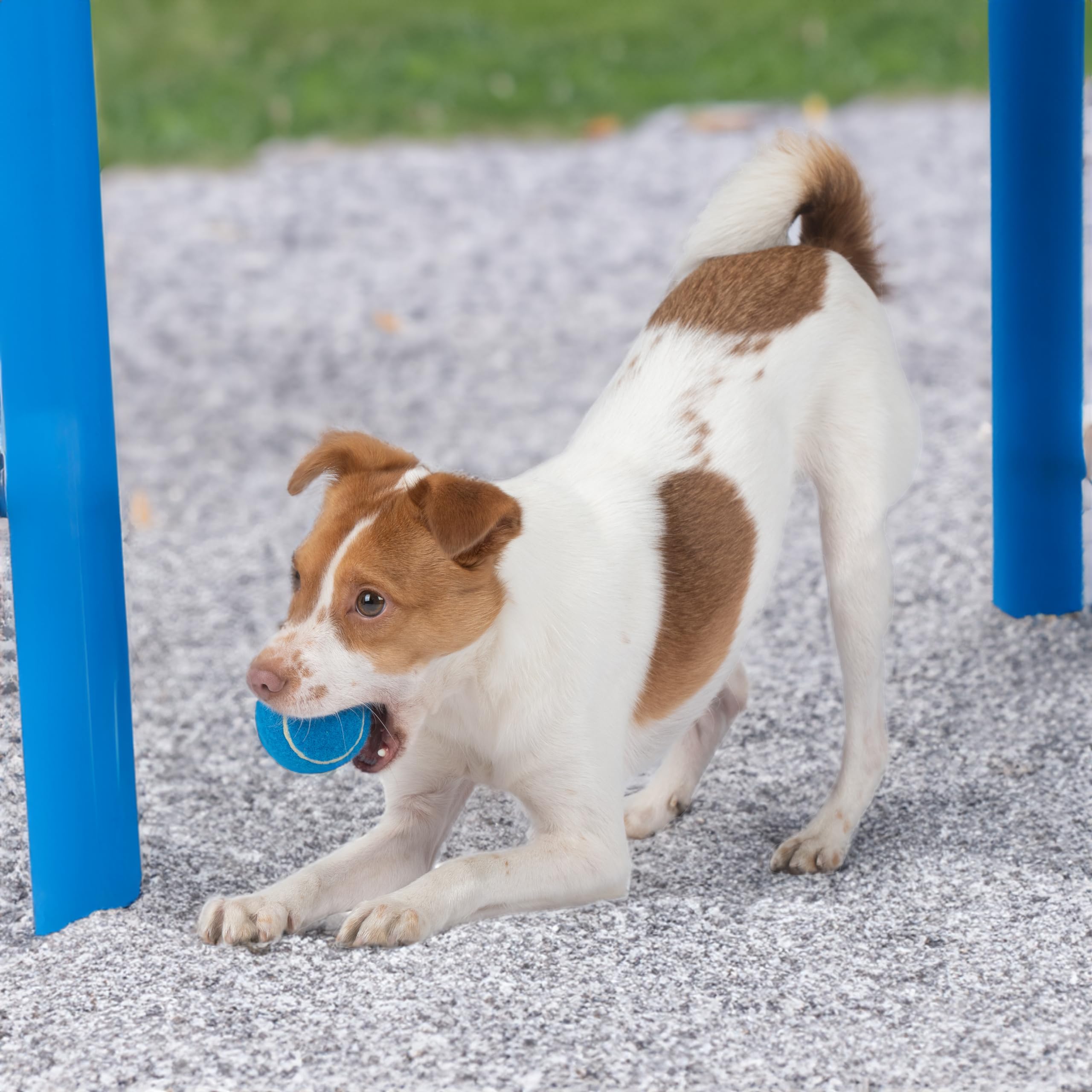 Best Pet Supplies Interactive Squeaky Dog Chew Toy, Ideal Dog Toys for Chewers, Small, Medium & Large Dogs, and Fetch Lovers - Crinkle Duck (Blue), Large